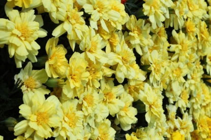 Picture of Marigold French - Alumia Vanilla